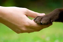 Paws in Training - Car repair in Raleigh, NC, Raleigh - Rated 4.4/5