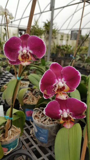 Florist «Dr Delphinium Flower & Orchid House», reviews and photos, 513 W Campbell Rd, Richardson, TX 75080, USA