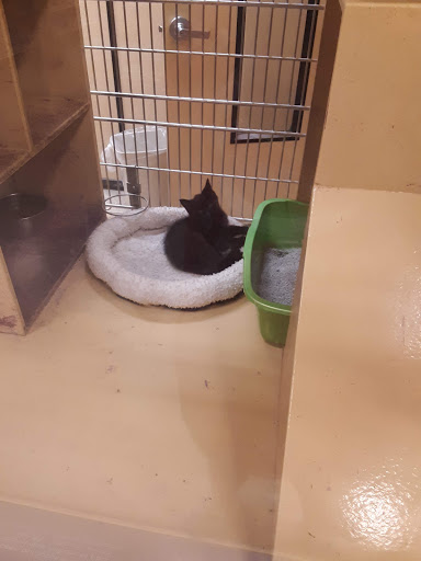 Pet Supply Store «PetSmart», reviews and photos, 3500 S Glenstone Ave, Springfield, MO 65804, USA