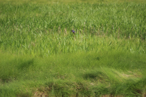 National Park «Assateague Island National Seashore», reviews and photos, 7206 National Seashore Ln, Berlin, MD 21811, USA