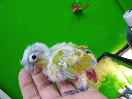 Pet Store «Inez Pet Shop», reviews and photos, 3825 Whittier Blvd, Los Angeles, CA 90023, USA