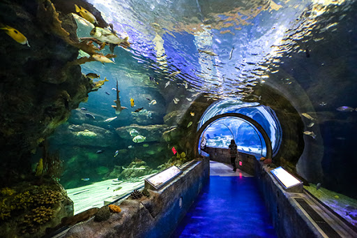 Aquarium «SEA LIFE Minnesota Aquarium», reviews and photos, 120 E Broadway, Bloomington, MN 55425, USA