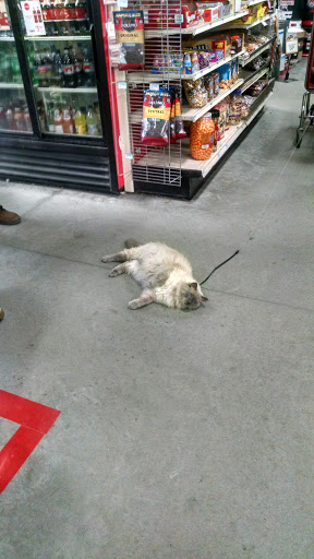 Home Improvement Store «Tractor Supply Co.», reviews and photos, 112 E N Pointe Dr, Salisbury, MD 21804, USA