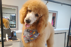 All Pets Grooming Salon