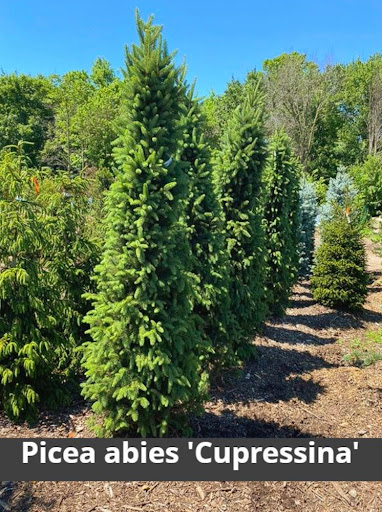 Landscaping Supply Store «Kirkwood Gardens», reviews and photos, 2701 Barrett Station Rd, Ballwin, MO 63021, USA