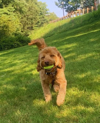 Paws to Consider Dog Walkers South Boston - Photo 8 - Car repair in Boston, MA, Boston