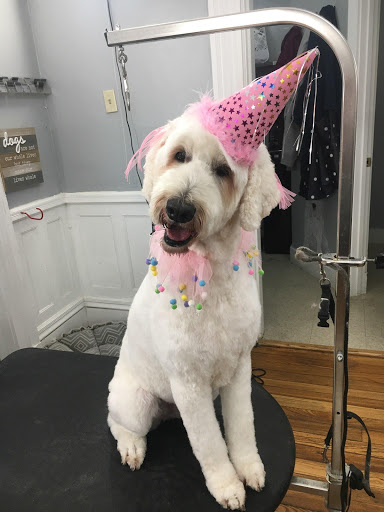 Pet Store «Pawsh Dog Boutique», reviews and photos, 31 Gloucester St, Boston, MA 02115, USA