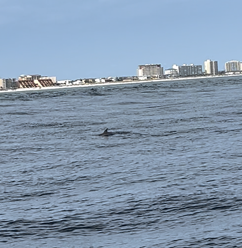 Sightseeing Tour Agency «Southern Star Dolphin Cruises», reviews and photos, 100 Harbor Blvd, Destin, FL 32541, USA