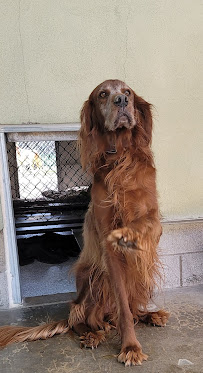 Country Kennels - Photo 7 - Car repair in Lakeside, CA, Escondido