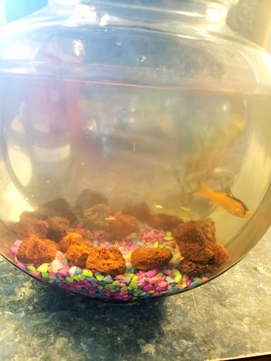 Pet Supply Store «PetSmart», reviews and photos, 4429 Pecanland Mall Dr, Monroe, LA 71203, USA