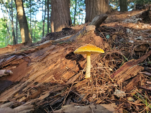 Disc Golf Course «Bellamy Park Disc Golf», reviews and photos, Bellamy Rd, Dover, NH 03820, USA