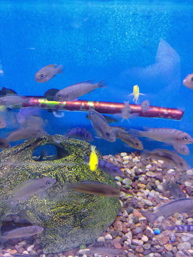 Pet Store «Jules Pet Shop», reviews and photos, 2214 N Milwaukee Ave, Chicago, IL 60647, USA