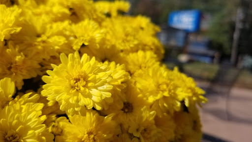 Amusement Park «Ober Gatlinburg», reviews and photos, 1001 Parkway #2, Gatlinburg, TN 37738, USA