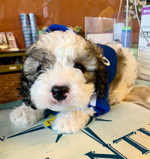 Pet Supply Store «EarthWise Pet Supply», reviews and photos, 3300 Hamilton Mill Rd #103, Buford, GA 30519, USA