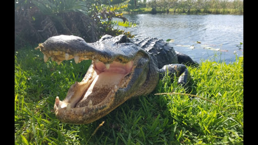 Mack's Fish Camp - Gladesmen Airboat Tours