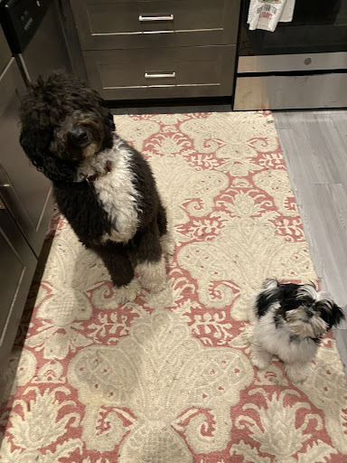 Pet Supply Store «Lil Rascals», reviews and photos, 10035 Gulf Center Dr #105, Fort Myers, FL 33913, USA