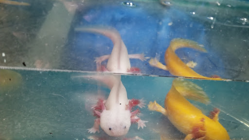 Pet Supply Store «New Lucky Fish Aquarium & Pet Supply», reviews and photos, 4818 8th Ave, Brooklyn, NY 11220, USA