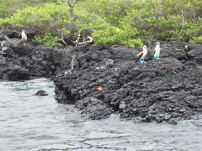 Opiniones de Galápagos Aquatours en Puerto Ayora - Agencia de viajes