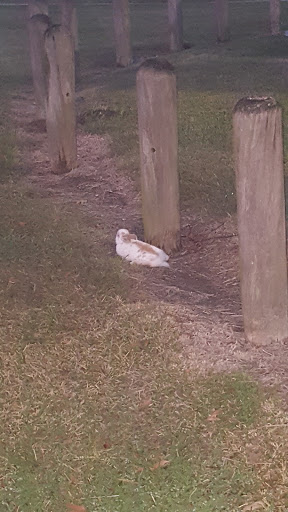 Golf Course «Glenbrook Park Golf Course», reviews and photos, 8205 N Bayou Dr, Houston, TX 77017, USA