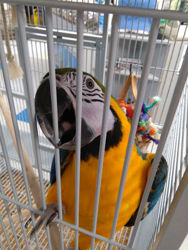 Pet Store «Fish Bowl», reviews and photos, 2117 E Race Ave, Searcy, AR 72143, USA