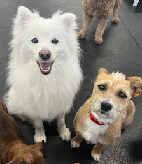 Downtown Dogs - Photo 3 - Car repair in Palo Alto, CA, Sunnyvale