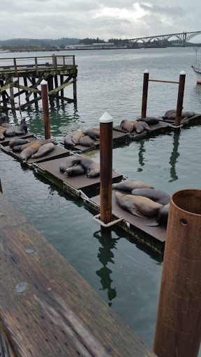 Coffee Shop «Bayscapes Gallery & Coffee house», reviews and photos, 333 SW Bay Blvd, Newport, OR 97365, USA