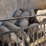 Photo n° 13 de l'avis de Lionel. fait le 16/08/2019 à 17:35 pour Ferme Velauxienne à Velaux