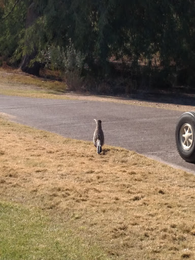 Golf Course «Aguila Golf Course», reviews and photos, 8440 S 35th Ave, Laveen Village, AZ 85339, USA