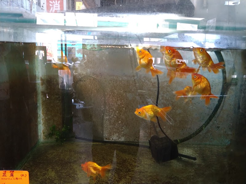 十和田観賞魚センター
