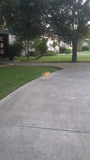 Park «Northridge Park», reviews and photos, 821 Chevy Chase Dr, San Antonio, TX 78209, USA