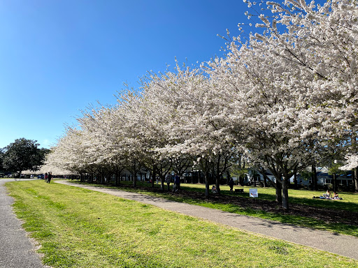 Cherry Blossom Trees