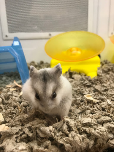 Pet Supply Store «Petco Animal Supplies», reviews and photos, 516 Valley Mall Pkwy, East Wenatchee, WA 98802, USA