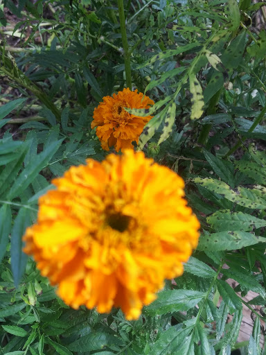 Nature Preserve «Glendale Shoals Preserve», reviews and photos, Emma Cudd Rd, Spartanburg, SC 29302, USA