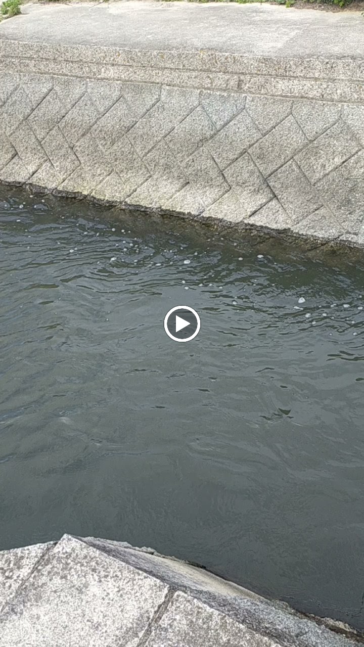 洲本川の魚道