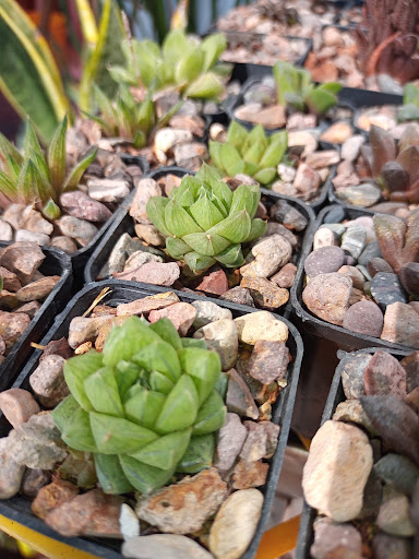 Miniplants