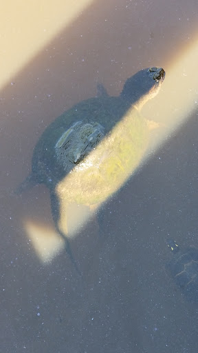 Nature Preserve «The Nature Trail and Cranberry Bog», reviews and photos, 252 Patriot Pl, Foxborough, MA 02035, USA