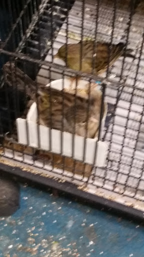 Pet Store «Pets World», reviews and photos, 147 Bridge St, Weymouth, MA 02191, USA