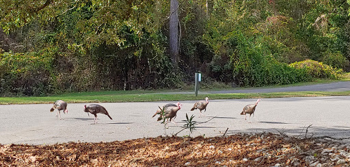 Golf Course «Witch Golf Links», reviews and photos, 1900 SC-544, Conway, SC 29526, USA