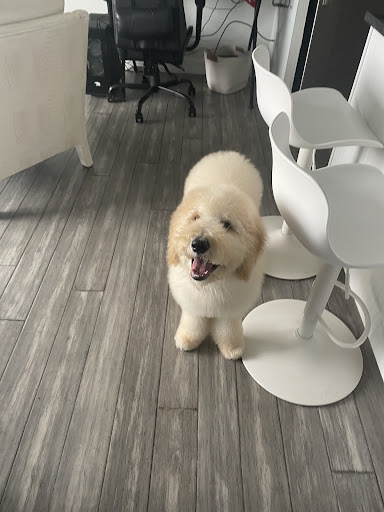 Pet Supply Store «The Dog House», reviews and photos, 4237 S Alameda St, Corpus Christi, TX 78412, USA