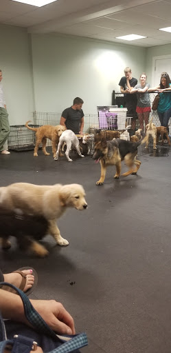 Pet Supply Store «Dogology», reviews and photos, 166 Albany Turnpike, Canton, CT 06019, USA