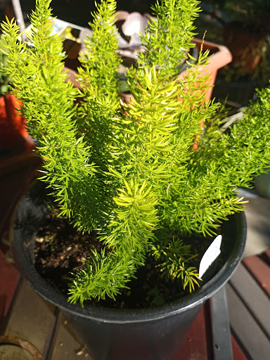 Florist «Cambria Nursery & Florist», reviews and photos, 2801 Eton Rd, Cambria, CA 93428, USA