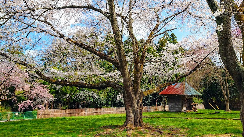 多賀城夫婦桜