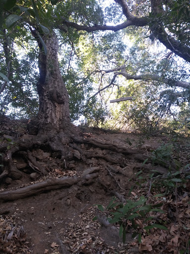 Mountainside Tree Swing