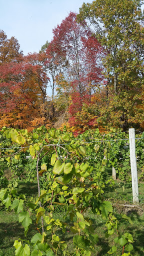 Winery «Butler Winery and Vineyards», reviews and photos, 6200 E Robinson Rd, Bloomington, IN 47408, USA