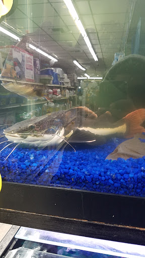 Pet Store «Petland Discounts - Liberty Avenue», reviews and photos, 119-08 Liberty Ave, South Richmond Hill, NY 11419, USA