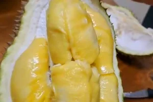 Joglo Tapak Bima Durian Premium image