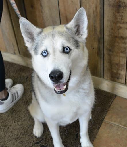 Pet Supply Store «The Natural Pet Enrichment Center», reviews and photos, 6720 Royalton Rd, North Royalton, OH 44133, USA