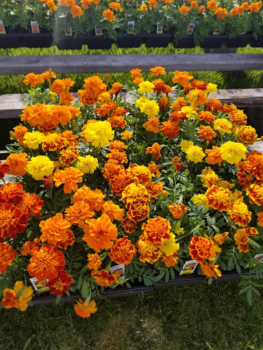 Florist «Lyndhurst Florist», reviews and photos, 5268 Mayfield Rd, Lyndhurst, OH 44124, USA