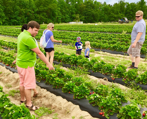 Tourist Attraction «Sugar Hill U-pick Farms», reviews and photos, 3595 Co Rd 59, Verbena, AL 36091, USA