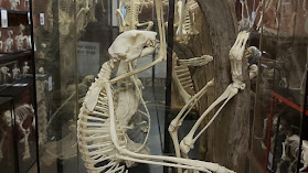 Yorkshire Skeleton Museum